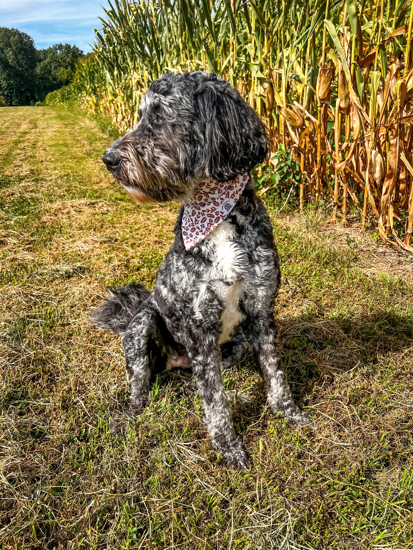 Harvest Pup