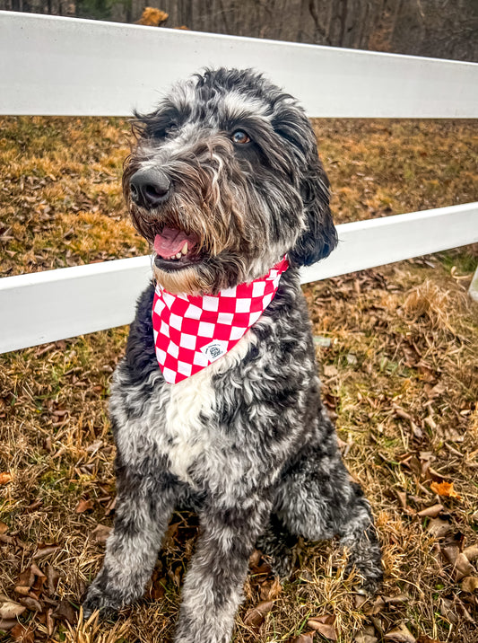 Hoosier Pup