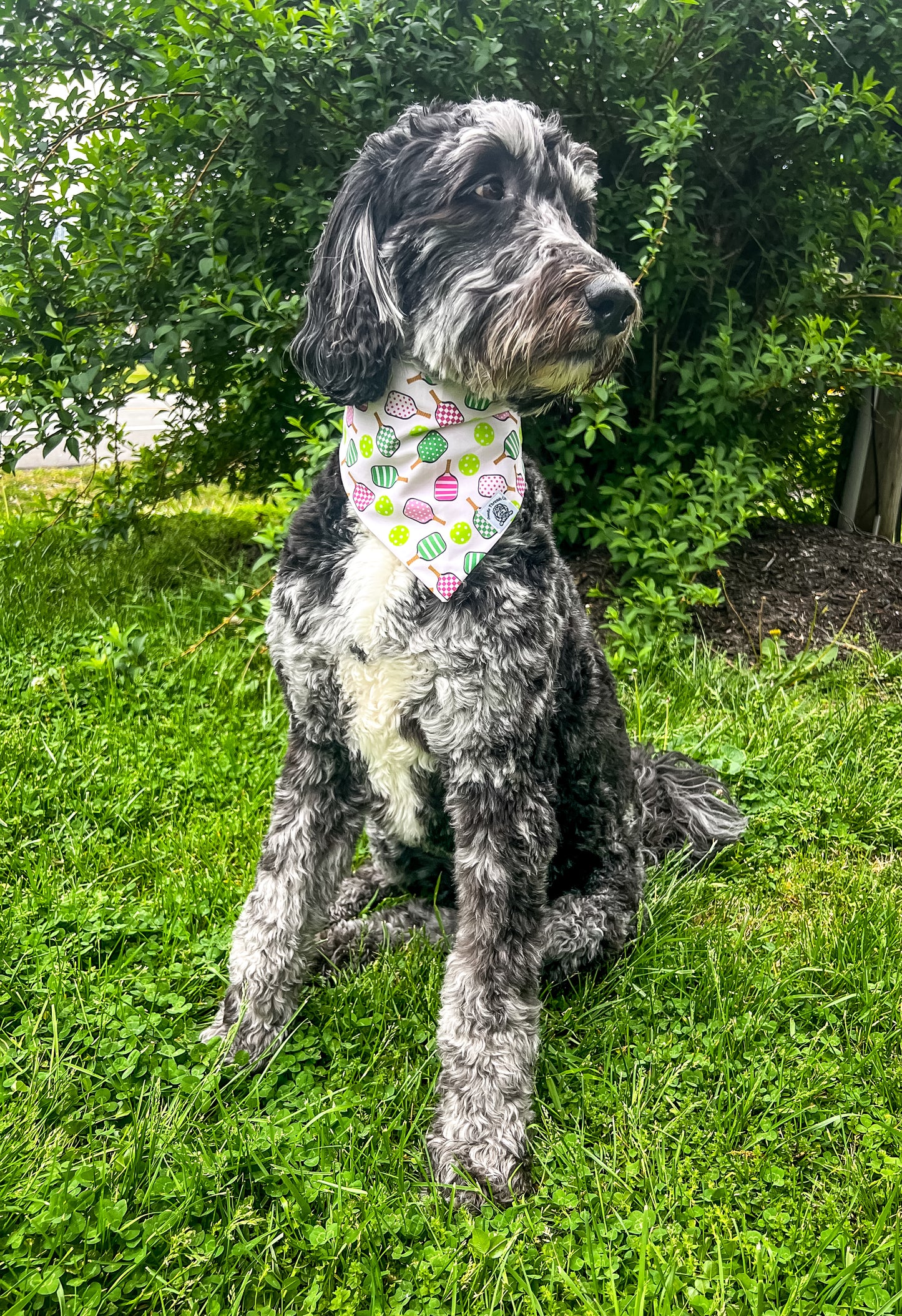 Paddle Party Pup