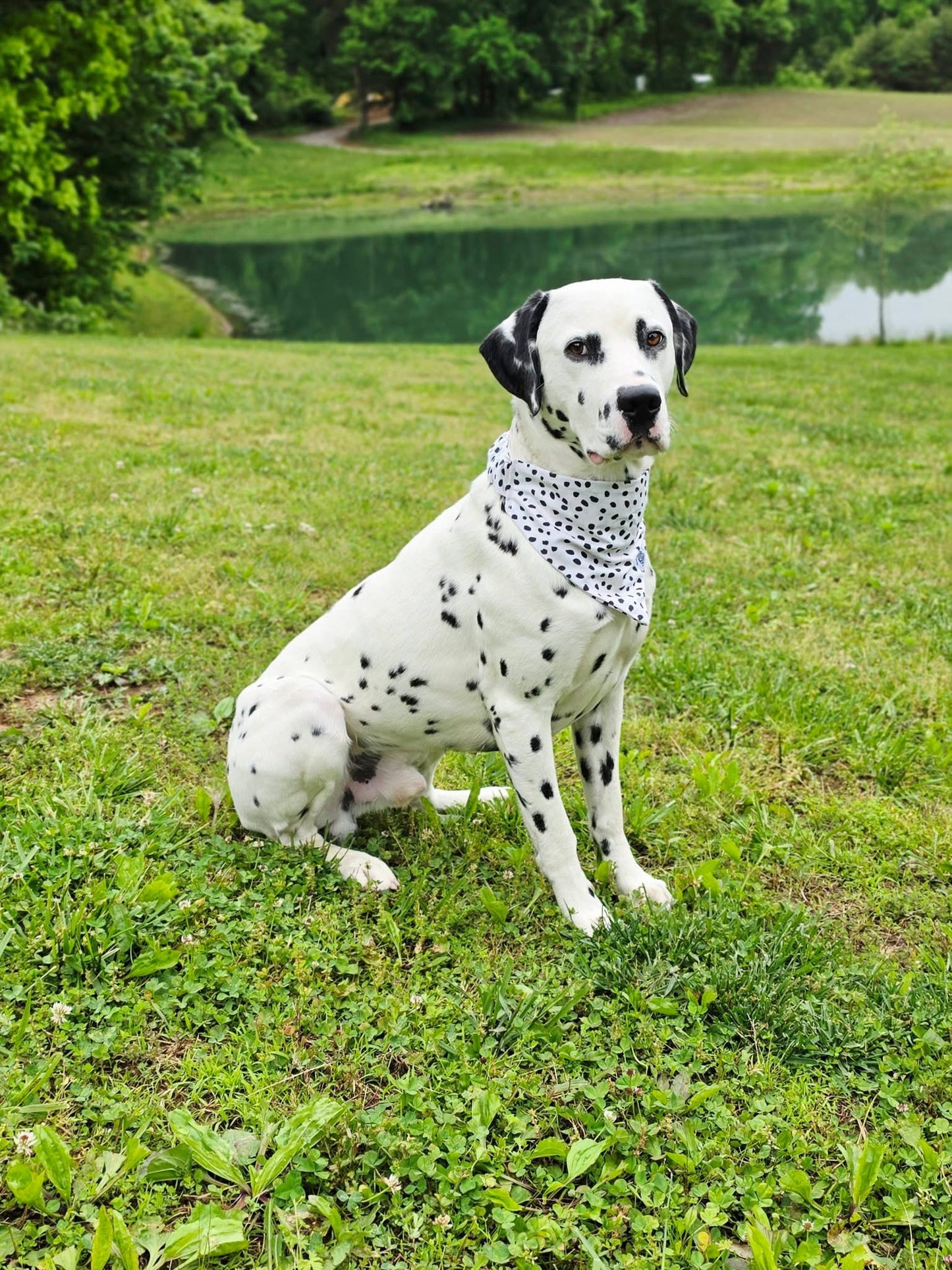 Dotty